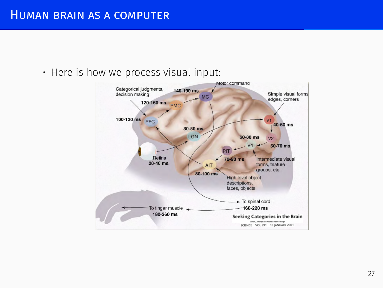 Neuron and synapse structure in the human brain