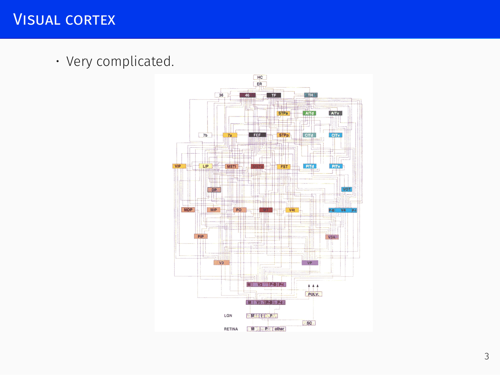Visual cortex hierarchy and processing streams